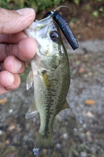 ラージマウスバスの釣果