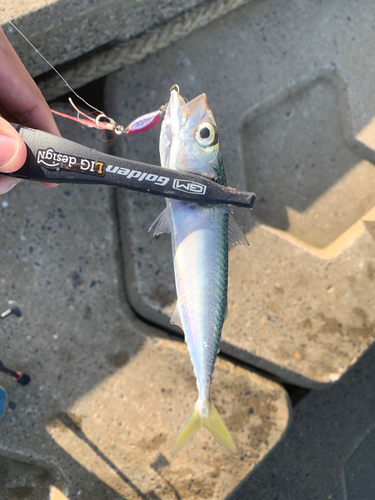 マサバの釣果