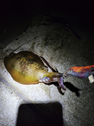 アオリイカの釣果