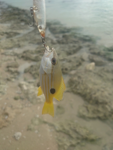 ヤマトビーの釣果