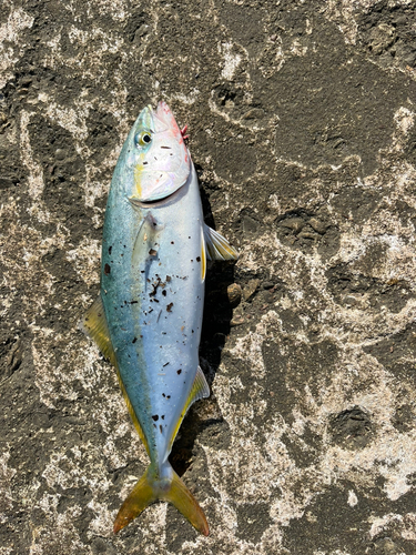 ツバスの釣果