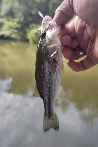 ラージマウスバスの釣果