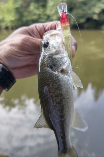 ラージマウスバスの釣果