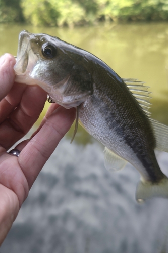 ラージマウスバスの釣果