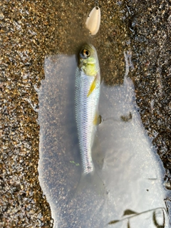 カワムツの釣果