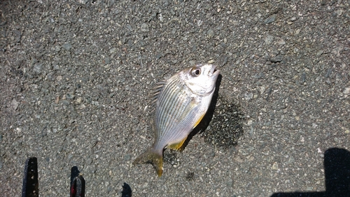 ヘダイの釣果