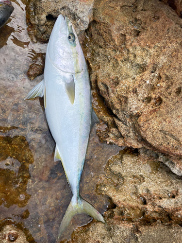 メジロの釣果