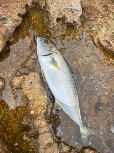 ヒラマサの釣果