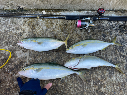 ツバイソの釣果