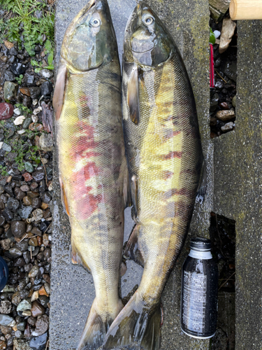 サケの釣果