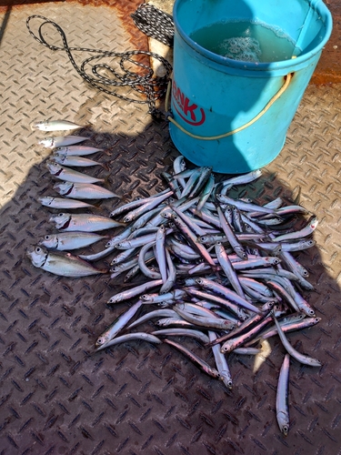 マアジの釣果