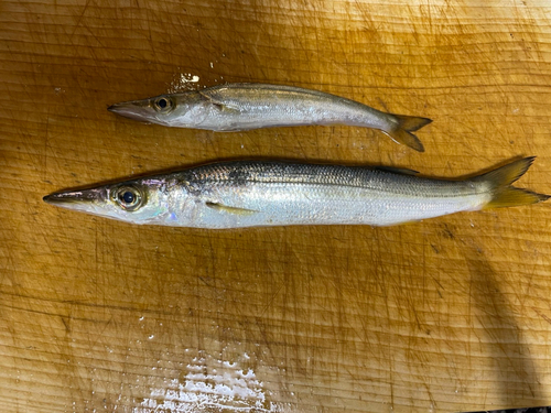 カマスの釣果