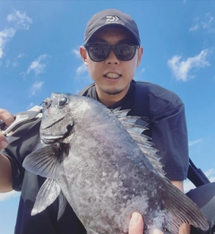 イシダイの釣果