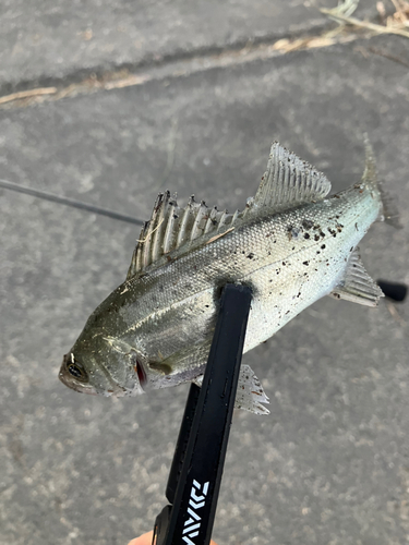 セイゴ（ヒラスズキ）の釣果