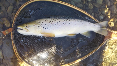 ニジマスの釣果