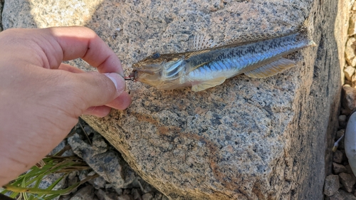 ハゼの釣果