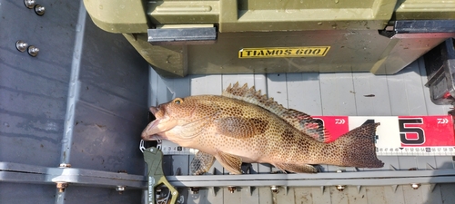 オオモンハタの釣果