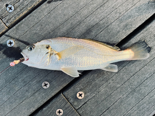 イシモチの釣果