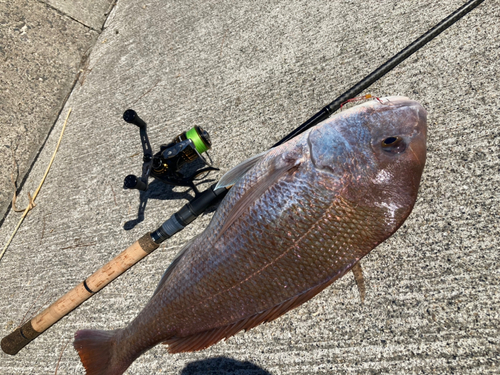 マダイの釣果