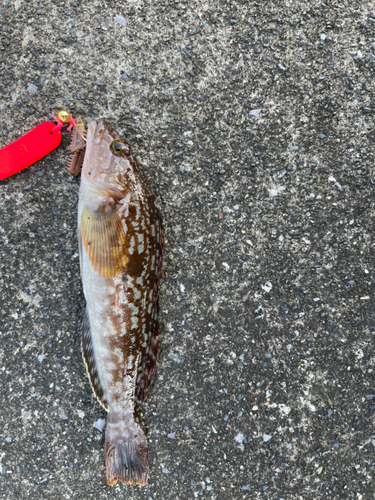 アイナメの釣果