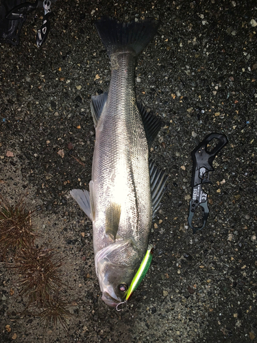 フッコ（マルスズキ）の釣果