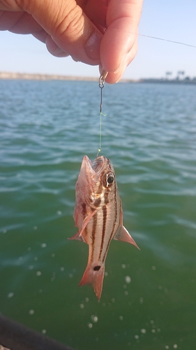 ネンブツダイの釣果