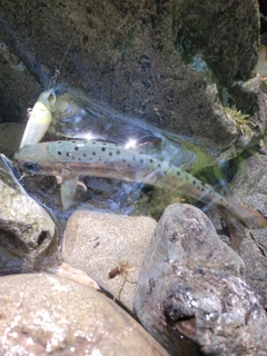 アマゴの釣果