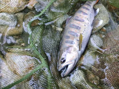 アマゴの釣果