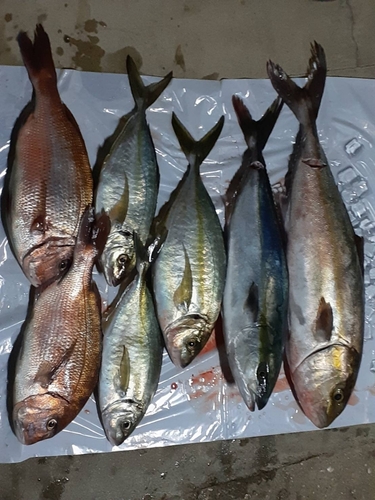 タイの釣果