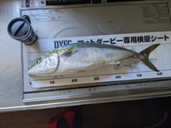 メジロの釣果