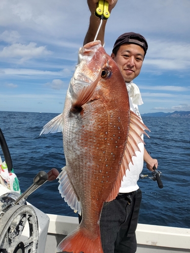 マダイの釣果