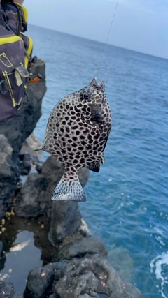 イシガキダイの釣果