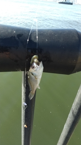 イシモチの釣果