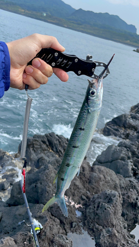 サヨリの釣果