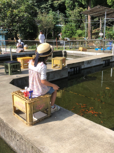 キンギョの釣果