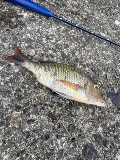 ハマフエフキの釣果