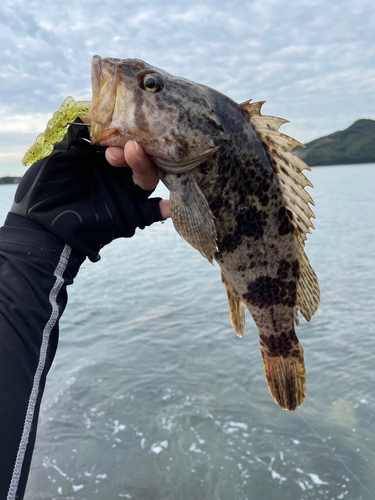 タケノコメバルの釣果