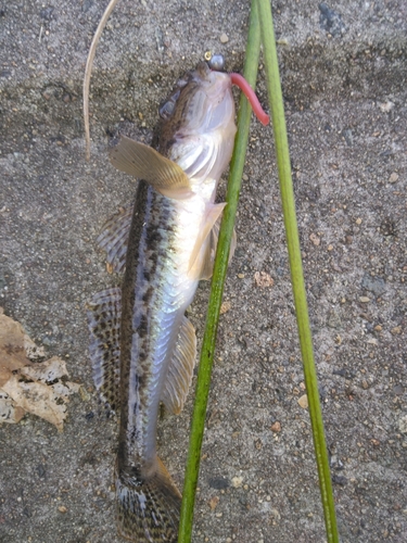 マハゼの釣果