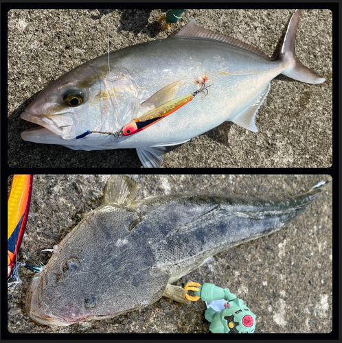 ショゴの釣果