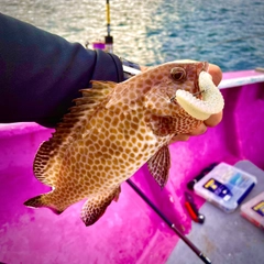 オオモンハタの釣果