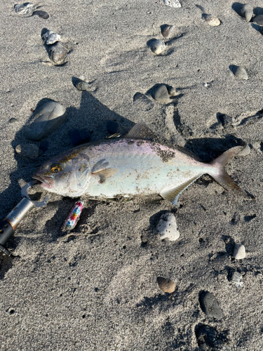 ショゴの釣果