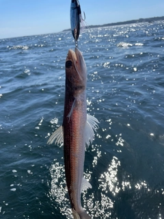 エソの釣果