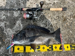 チヌの釣果