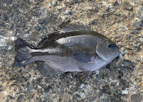 メジナの釣果