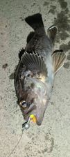 クロソイの釣果