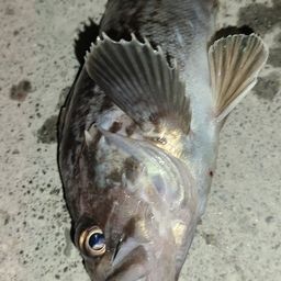 クロソイ
