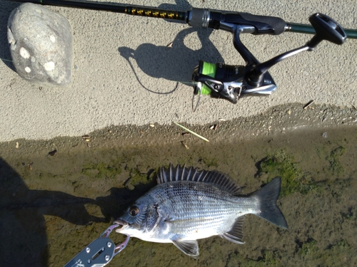 クロダイの釣果