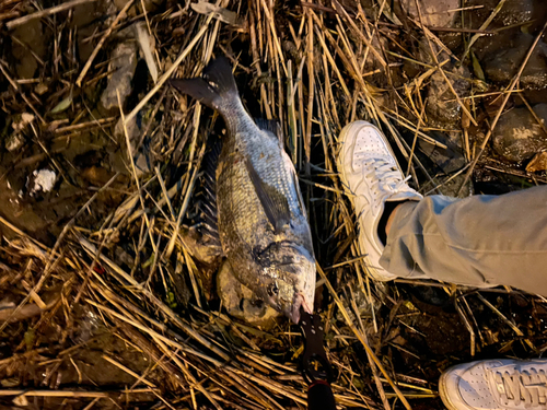 チヌの釣果