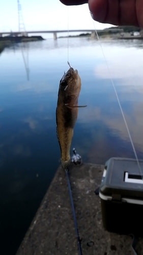 ハゼの釣果