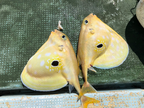 カザリキンチャクフグの釣果